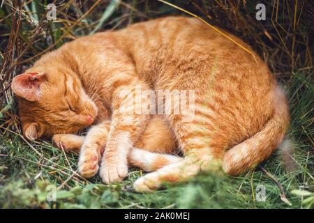 Schlafende rote Katze - an einem heißen Sommertag ist sie in einem Schatten in einem Blumenbeet versteckt und ruht sich aus Stockfoto