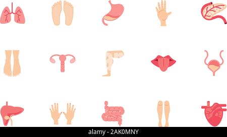 Icon Set Design, menschliche Körper person Menschen Gesundheit Anatomie Biologie und Wissenschaft Thema Vector Illustration Stock Vektor