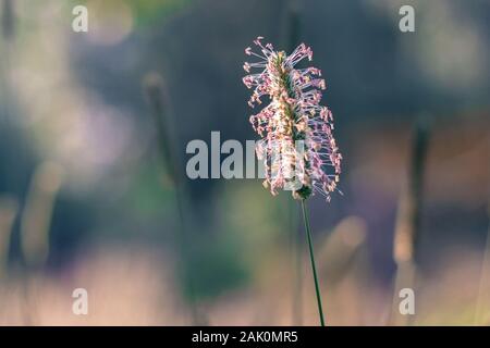 Blühende Timotheu-Grasblume (Phleum Pratense) auf der Wiese, sommerlicher sonniger Tagesmorgen, Nahaufnahme, verschwommener Hintergrund Stockfoto