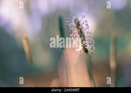 Blühende Timotheu-Grasblume (Phleum Pratense) auf der Wiese, sommerlicher sonniger Tagesmorgen, Nahaufnahme, verschwommener Hintergrund Stockfoto