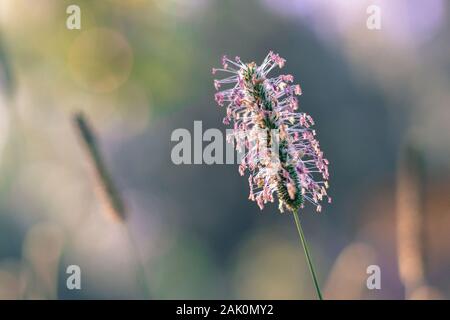 Blühende Timotheu-Grasblume (Phleum Pratense) auf der Wiese, sommerlicher sonniger Tagesmorgen, Nahaufnahme, verschwommener Hintergrund Stockfoto