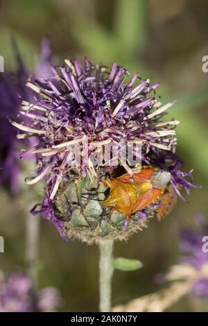 Schwarz - Geschultert shield Bug (Carpocoris purpureipennis) thront auf Lila Blume. Polen Stockfoto