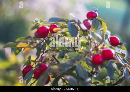 Rote Hagebutten am Busch mit grünen Blättern, im Garten Stockfoto