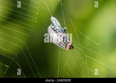 Insekt (Fliege) in einem Spinnennetz gefangen, grün verschwommener Hintergrund Stockfoto