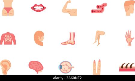 Icon Set Design, menschliche Körper person Menschen Gesundheit Anatomie Biologie und Wissenschaft Thema Vector Illustration Stock Vektor