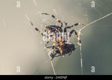 Kreuzspinne auf einem Netz mit Beute gefangen, Nahaufnahme Stockfoto