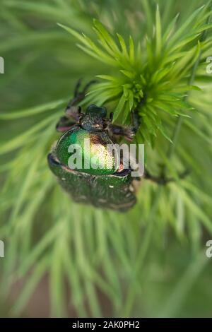 Rose Käfer (Cetonia aurata) auf einer Anlage thront Stockfoto