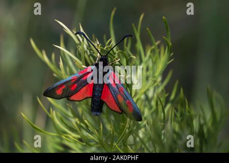 Sechs-Spot Burnet (Zygaena Filipendulae) Stockfoto