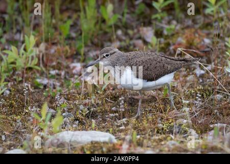 Flussuferläufer (Actitis hypoleucos) in der Zucht. Finnland, Juni 2018 Stockfoto