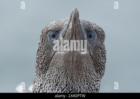 Frontale Portrait von Jungfischen von Northern Gannet (Morus bassanus) zwischen verschwommen nach basstölpel Sitzen Stockfoto