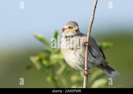 Haussperling (Passer domesticus), juvenile männliche, auf einem Zweig vor dem hintergrund der grünen Büschen und blauer Himmel thront Stockfoto