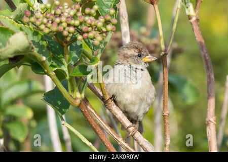 Haussperling (Passer domesticus), juvenile Männlichen, thront auf einem Zweig eines wilden Holunder Bush auch bekannt als Schwarzer Holunder (Sambucus nigra L.) Stockfoto