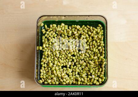 Herstellung von mungbean Sprößlinge auf einem Tablett auf einem Holztisch. Tag 1 Stockfoto