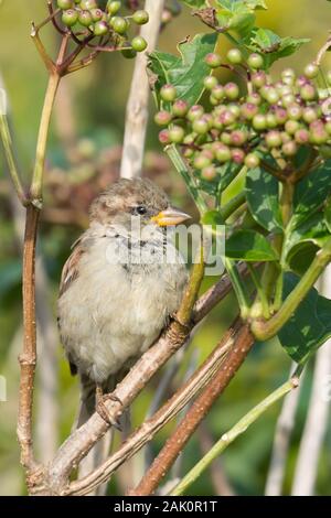 Haussperling (Passer domesticus), juvenile Männlichen, thront auf einem Zweig eines wilden Holunder Bush auch bekannt als Schwarzer Holunder (Sambucus nigra L.) Stockfoto