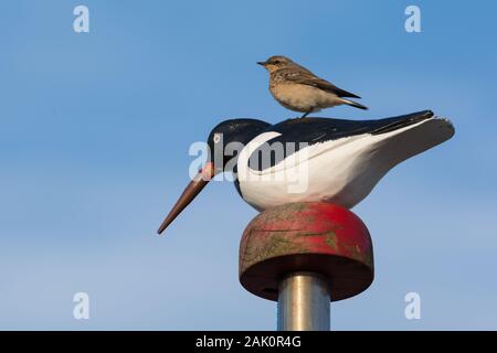 Juvenile nördlichen Steinschmätzer (Oenanthe oenanthe) auf einer hölzernen Eurasischen Austernfischer (Haematopus ostralegus) Figur auf einer Stange gegen b montiert gehockt Stockfoto