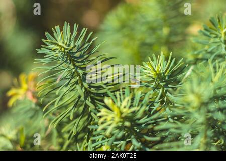 Euphorbia cyparissia - Nahaufnahme der grünen Blätter der Zypressensporn-Pflanze Stockfoto