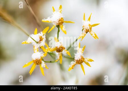 Gelbe Wildblumen im September Schnee im Yoho National Park, British Columbia, Kanada Stockfoto