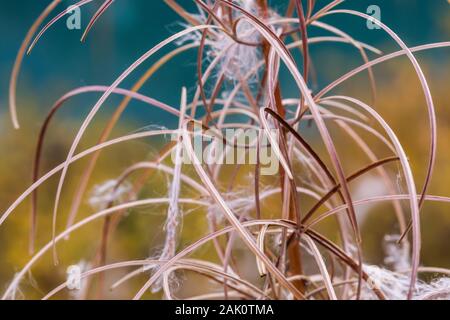 Fireweed, Chamaenerion angustifolium, samenköpfe im Herbst im September im Yoho National Park, British Columbia, Kanada Stockfoto