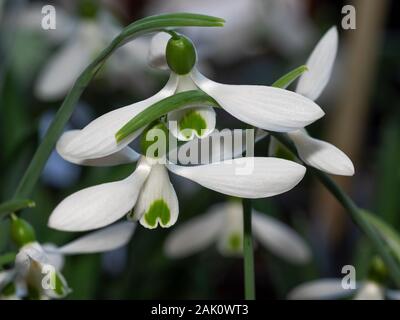 Grün markierte Blumen der Winter blühende hardy Schneeglöckchen, Galanthus 'Atkinsii' Stockfoto