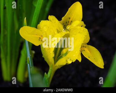 Gelbe Blumen der Zwerg, winterblüher hardy Iris, Iris danfordiae Stockfoto