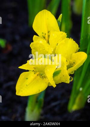 Gelbe Blumen der Zwerg, winterblüher hardy Iris, Iris danfordiae Stockfoto