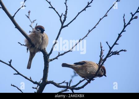 Paar eurasischen Feldsperling Vögel. Passer montanus sitzen auf Zweig des Baumes. Stockfoto