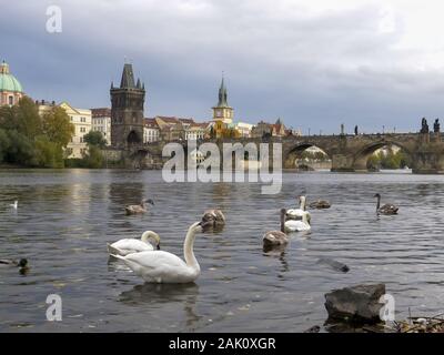 Weiße Schwäne und der Karlsbrücke in Prag Stockfoto