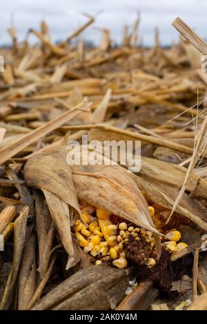 Mais in Feld während einer milden Mittelwesten Winter. Stockfoto