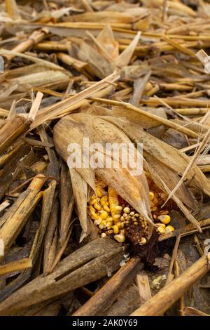 Mais in Feld während einer milden Mittelwesten Winter. Stockfoto