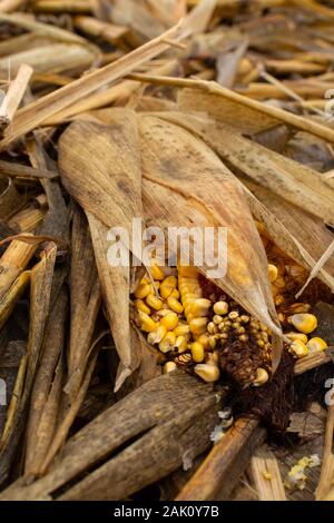 Mais in Feld während einer milden Mittelwesten Winter. Stockfoto