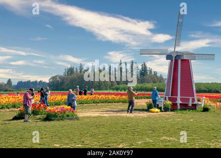 Die jährlichen Tulip Fest am Holzschuh Tulip Farm, in Woodburn, Oregon gelegen, wird am 20. März 2020 beginnen und in der ersten Woche im Mai. Stockfoto