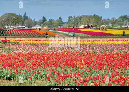 Die jährlichen Tulip Fest am Holzschuh Tulip Farm, in Woodburn, Oregon gelegen, wird am 20. März 2020 beginnen und in der ersten Woche im Mai. Stockfoto