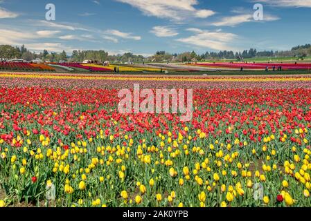 Die jährlichen Tulip Fest am Holzschuh Tulip Farm, in Woodburn, Oregon gelegen, wird am 20. März 2020 beginnen und in der ersten Woche im Mai. Stockfoto