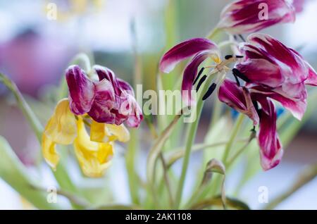 Ein Blumenstrauß aus Tulpen verblassen. Stockfoto