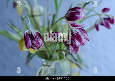 Ein Blumenstrauß aus Tulpen verblassen. Stockfoto