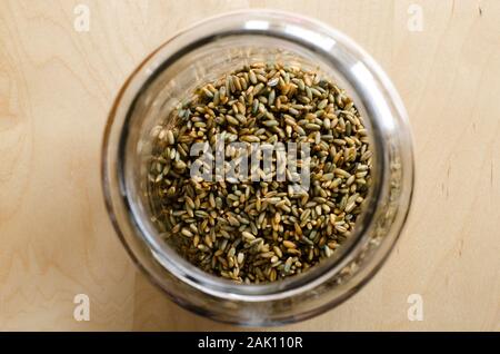 Ein Glas gefüllt mit ganzen Roggen Getreide bereit für Braugerste auf einem Holztisch. Stockfoto