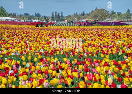 Die jährlichen Tulip Fest am Holzschuh Tulip Farm, in Woodburn, Oregon gelegen, wird am 20. März 2020 beginnen und in der ersten Woche im Mai. Stockfoto