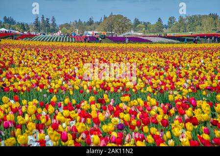 Das jährliche Tulip fest auf der Wooden Shoe Tulip Farm in Woodburn, Oregon Stockfoto