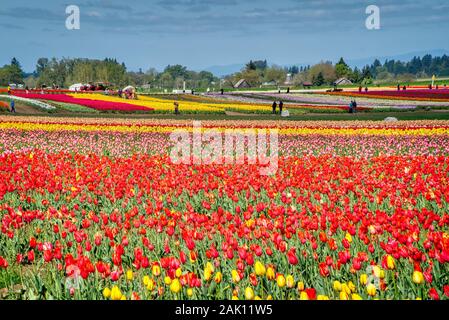 Die jährlichen Tulip Fest am Holzschuh Tulip Farm, in Woodburn, Oregon gelegen, wird am 20. März 2020 beginnen und in der ersten Woche im Mai. Stockfoto