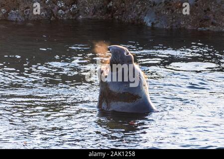 Northern elephant Seal männlichen Vokalisierung im Stehen im flachen Wasser; sichtbar heiße Luft aus seinem Mund kommt, Pazifischer Ozean Küste, San Simeon, Stockfoto