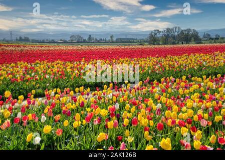 Die jährlichen Tulip Fest am Holzschuh Tulip Farm, in Woodburn, Oregon gelegen, wird am 20. März 2020 beginnen und in der ersten Woche im Mai. Stockfoto