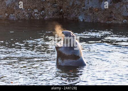 Northern elephant Seal männlichen Vokalisierung im Stehen im flachen Wasser; sichtbar heiße Luft aus seinem Mund kommt, Pazifischer Ozean Küste, San Simeon, Stockfoto