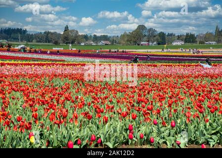 Die jährlichen Tulip Fest am Holzschuh Tulip Farm, in Woodburn, Oregon gelegen, wird am 20. März 2020 beginnen und in der ersten Woche im Mai. Stockfoto