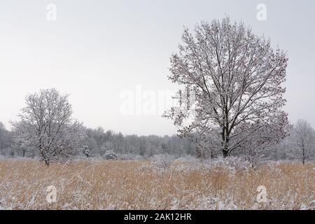 Verschneite Bäume an einem bewölkten Morgen. Verhungert Rock State Park, Illinois, USA Stockfoto