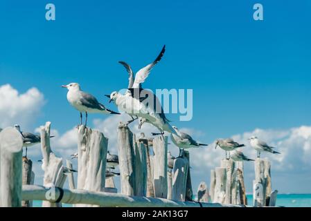 Möwen auf alten grauen Protokolle vor blauem Himmel. Isla Mujeres, Mexico Stockfoto