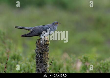 Männliche Cuckoo-Cuculus canorus thront auf Flechten bedeckt Barsch. Feder. Großbritannien Stockfoto