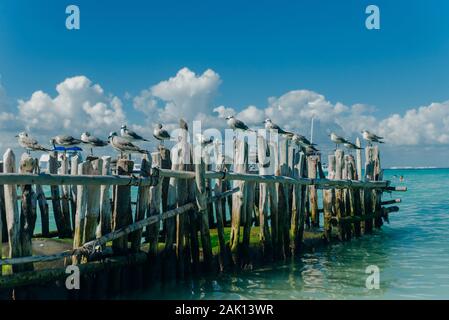 Möwen auf alten grauen Protokolle vor blauem Himmel. Isla Mujeres, Mexico Stockfoto