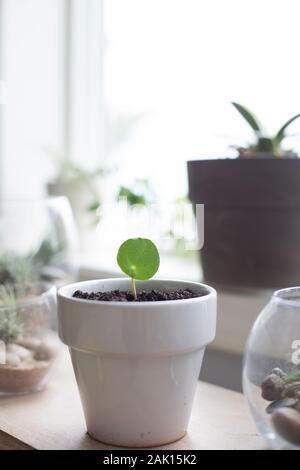 Das einzelne Blatt einer Pilea peperomioides Pflanze, die in einem weißen Topf propagiert wurde. Stockfoto