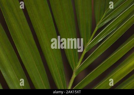 Grüne Majesty Palm Leaf Close-up Frame (Ravenea zum) Stockfoto