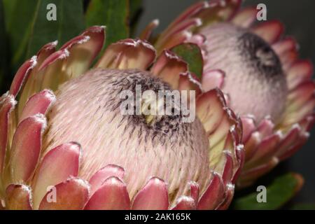 Paar große Blumen Susara Protea (Protea susara) Stockfoto